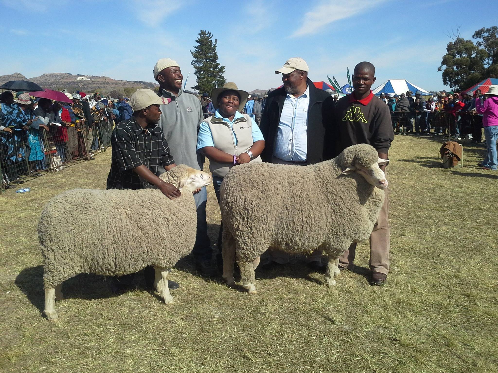 sheep breeding lesotho sheep breeding lesotho