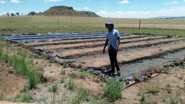 Leutsa Khobotlo of Greenlife Farm running his field work Leutsa Khobotlo of Greenlife Farm running his field work