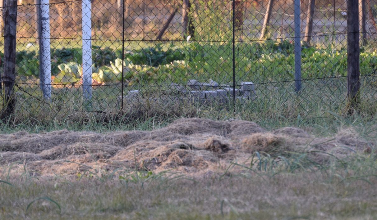 heap of grass heap of grass