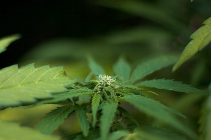 mike-van-den-berg-oN_-fEkoy8w-unsplash